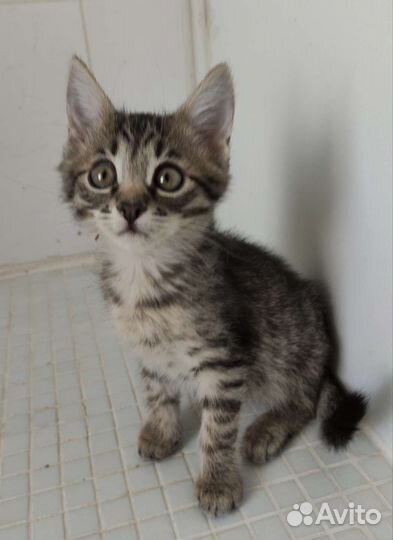 Малыш Гарик 2 месяца в дар