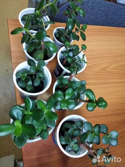 Денежное дерево (крассула, толстянка)