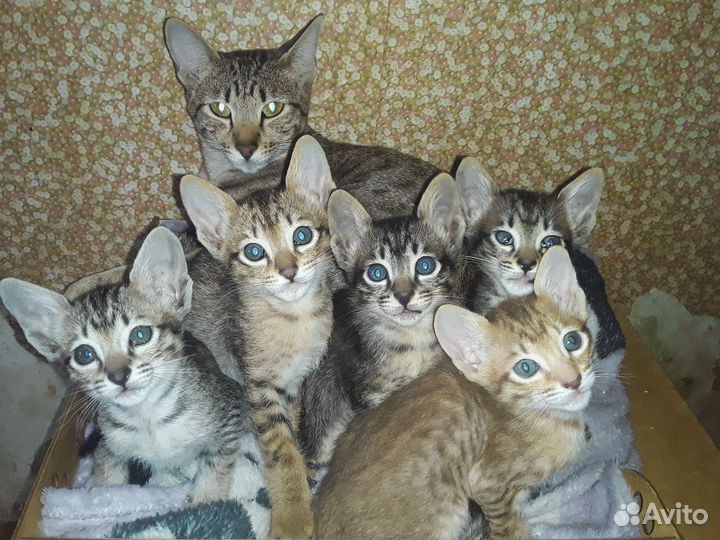 Отдаю Ориентальных котят