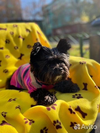 Плед для собак, кошек