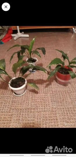 Хлорофитум,денежное дерево,женское счастье,щучий х