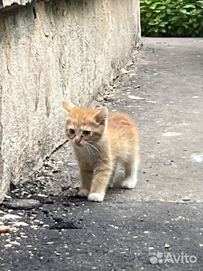 Рыжий котенок в добрые руки