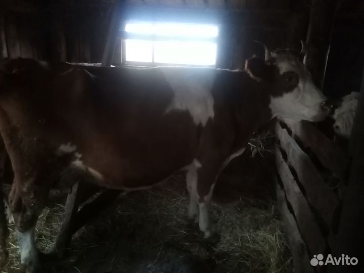 Коровы дойные молочные