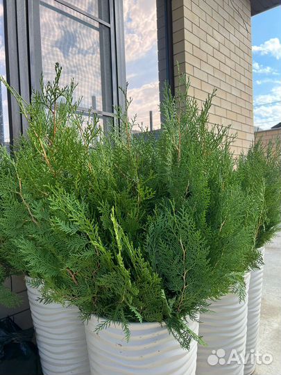 Туя Восточная