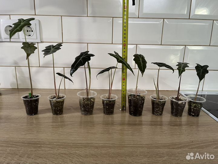 Алоказия Нобилис