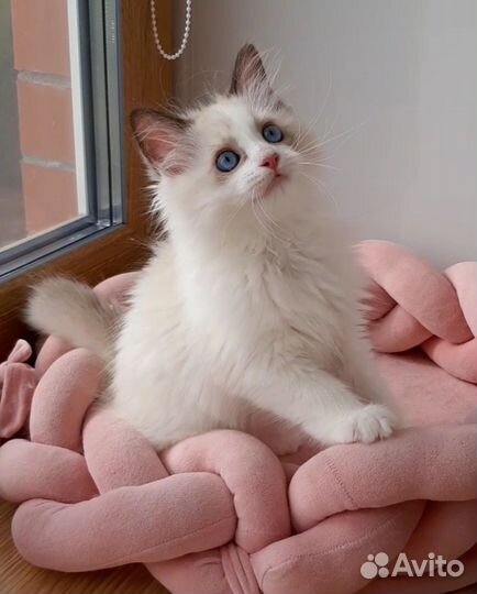 Котята рэгдолл. Мальчик регдолл. Ragdoll