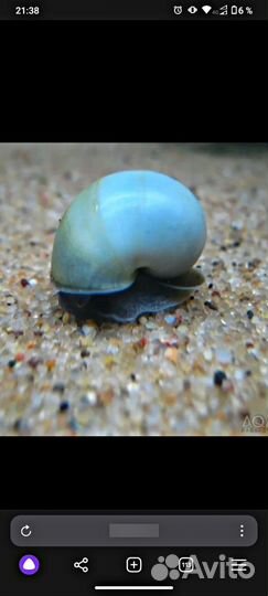 Улитка голубая ампулярия