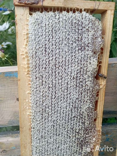 Рамка меда в сотах