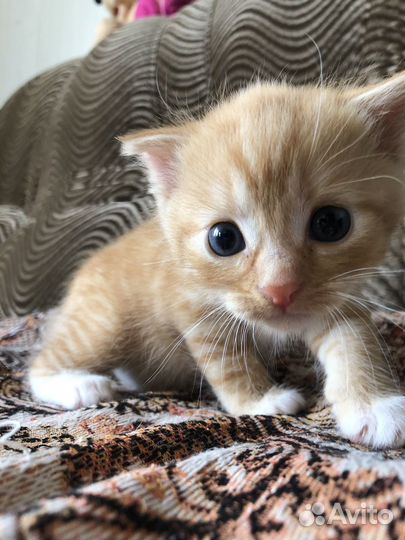 Котенок девочка в добрые руки