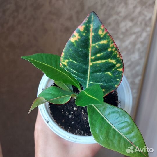 Кротон Петра