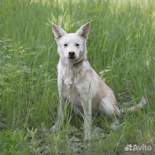 Собака Волга, 1 год, игривая и контактная