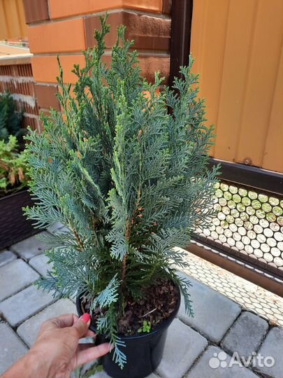 Кипарисовик Лавс Ивонне. КИП. Лейланда Пирамидалис