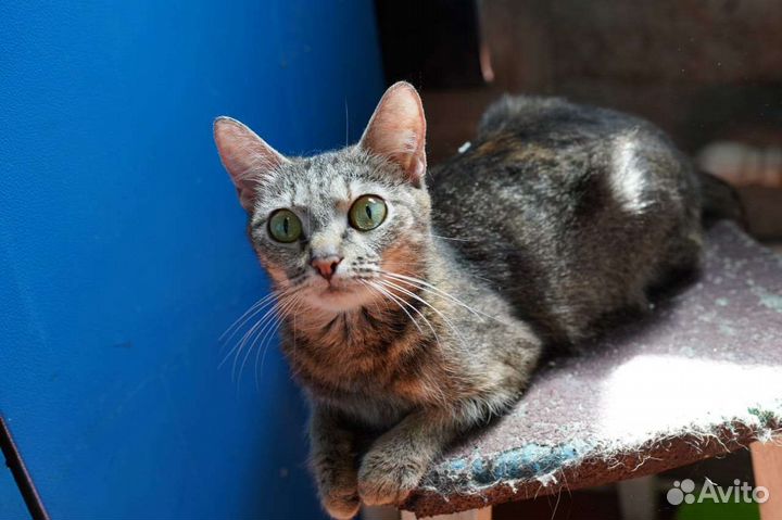 Кошка в дар