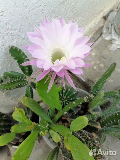 Кактусы и олеандры