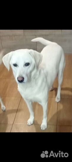 Приучен к выгулу