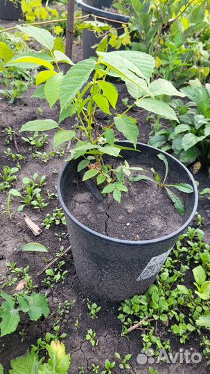 Грецкий орех саженцы