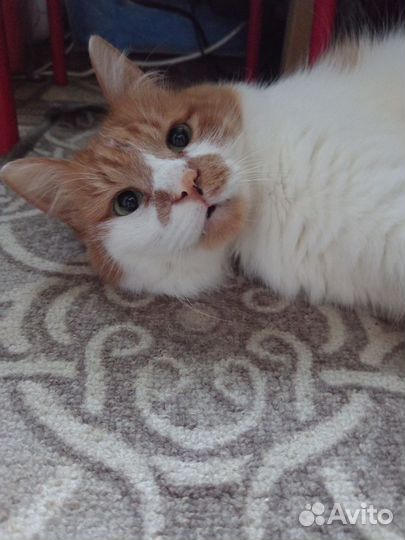 Котоняня / няня для кошки