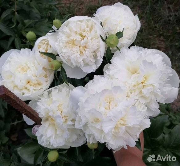 Пион белый Дюшес Де Немур