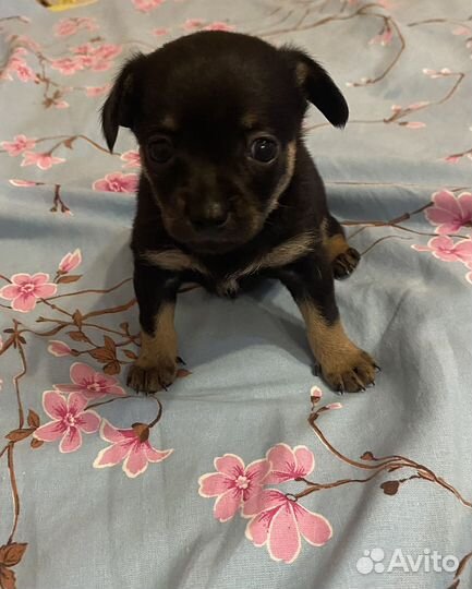 Щенки чихуахуа