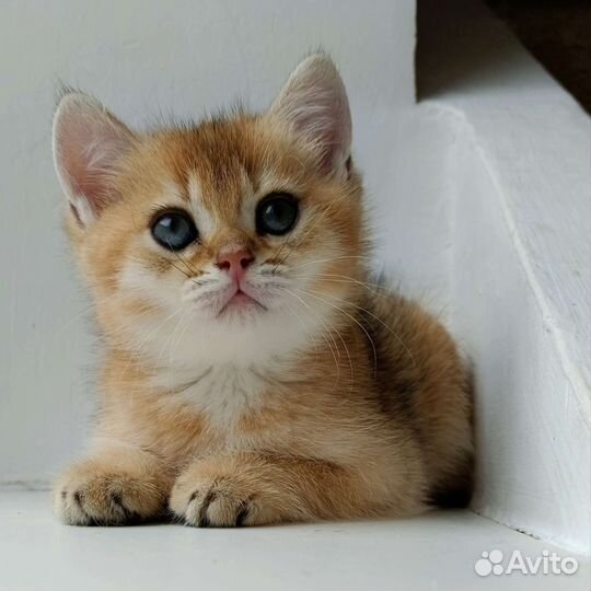 Британская кошка