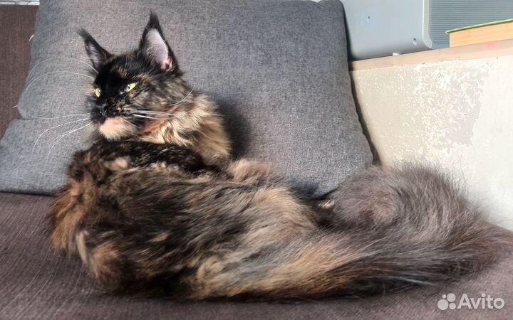 Домашняя передержка собак