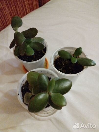 Толстянка Денежное дерево