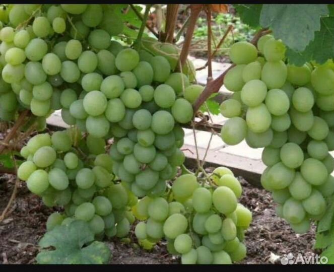 Саженцы винограда