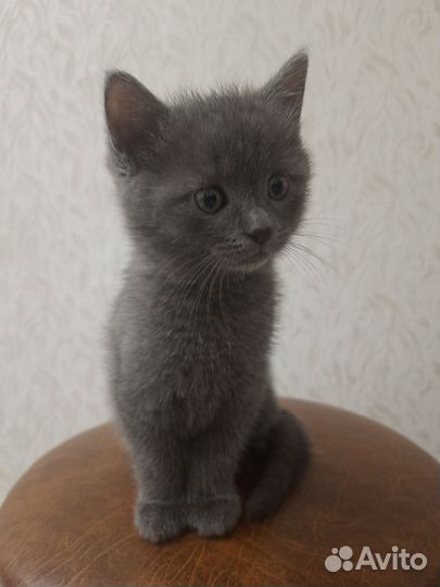 Отдам котёнка в добрые руки