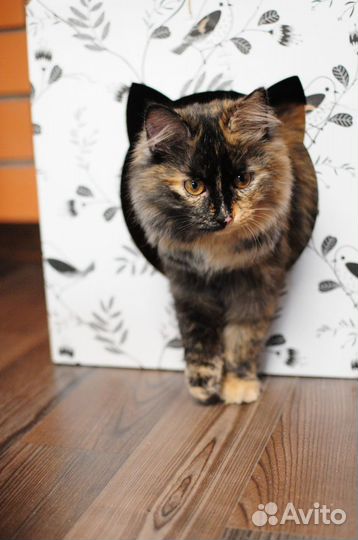 Котенок ищет семью