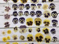 Сухоцветы гербарий Виола цветки сушенные съедобные