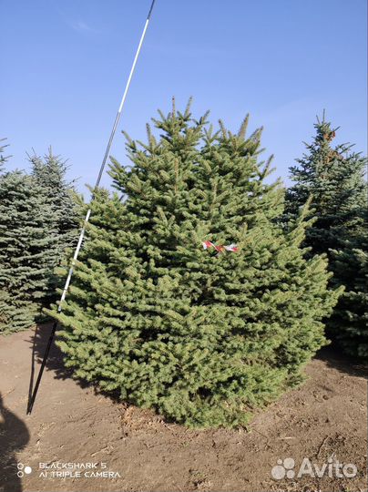 Ель голубая глаука