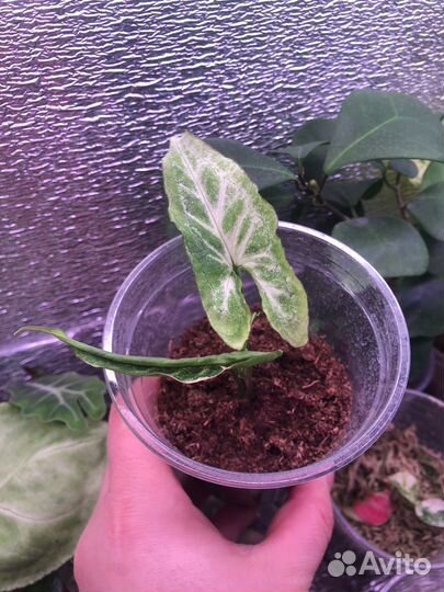 Сингониумы