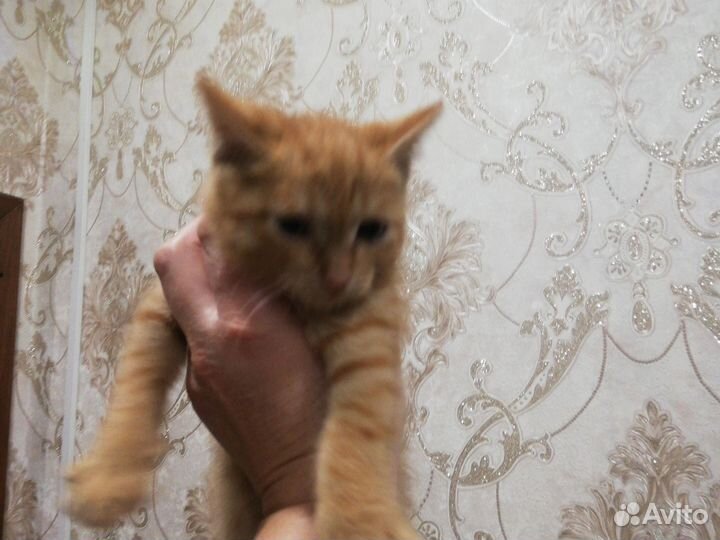 Рыжее счастье в добрые ручки