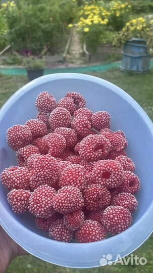 Тибетская малина