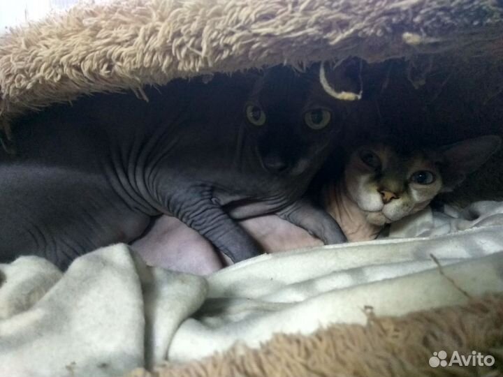 Передержка животных