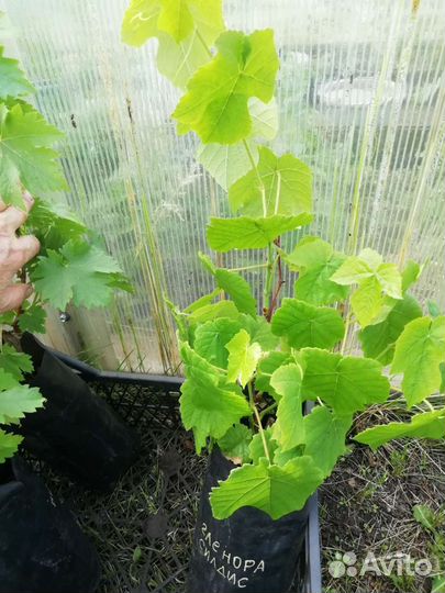 Время сажать виноград