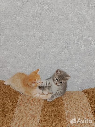 Кошечки в добрые руки