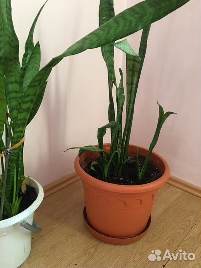 Сансевиерия (тёщин язык)