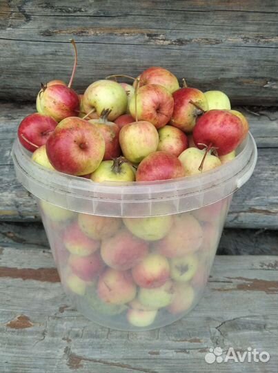 Китайка яблоки