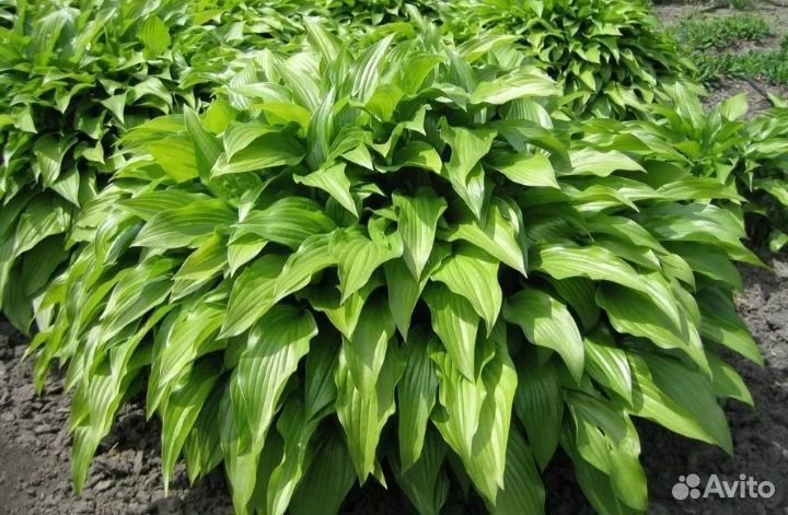 Многолетние цветы, бадан, хоста, вербейник