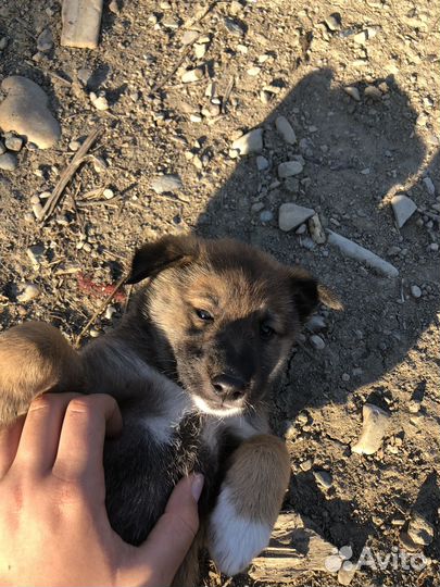 Щенки помесь овчарки и лайки