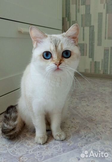 Кошка молодая, шотландская