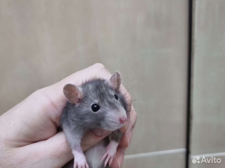 Крысята крысы дамбо рекс Дэвид от заводчика
