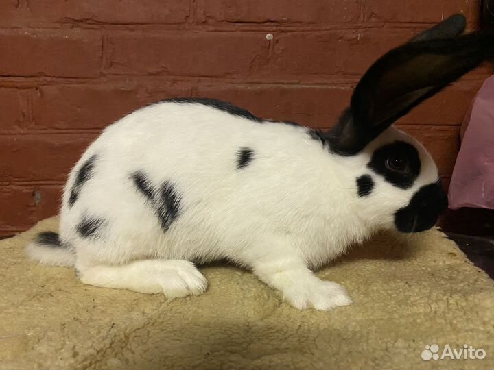 Кролики немецкий пестрый великан