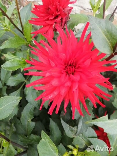 Георгины клубни