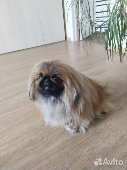 Пекинес вязка