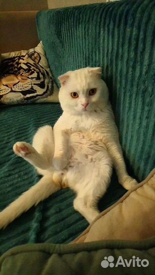 Шотландский кот вязка