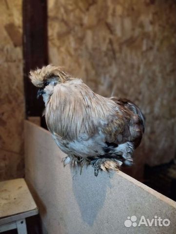 Петушки китайской шелковой