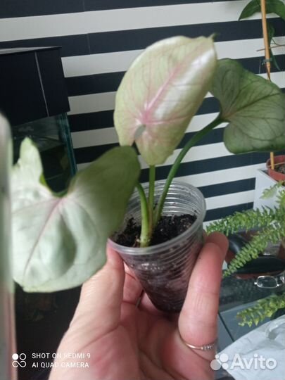 Филодендрон Голд лок, в подарок Синг Манго Алюжн