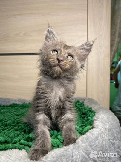 Котята мейн-кун